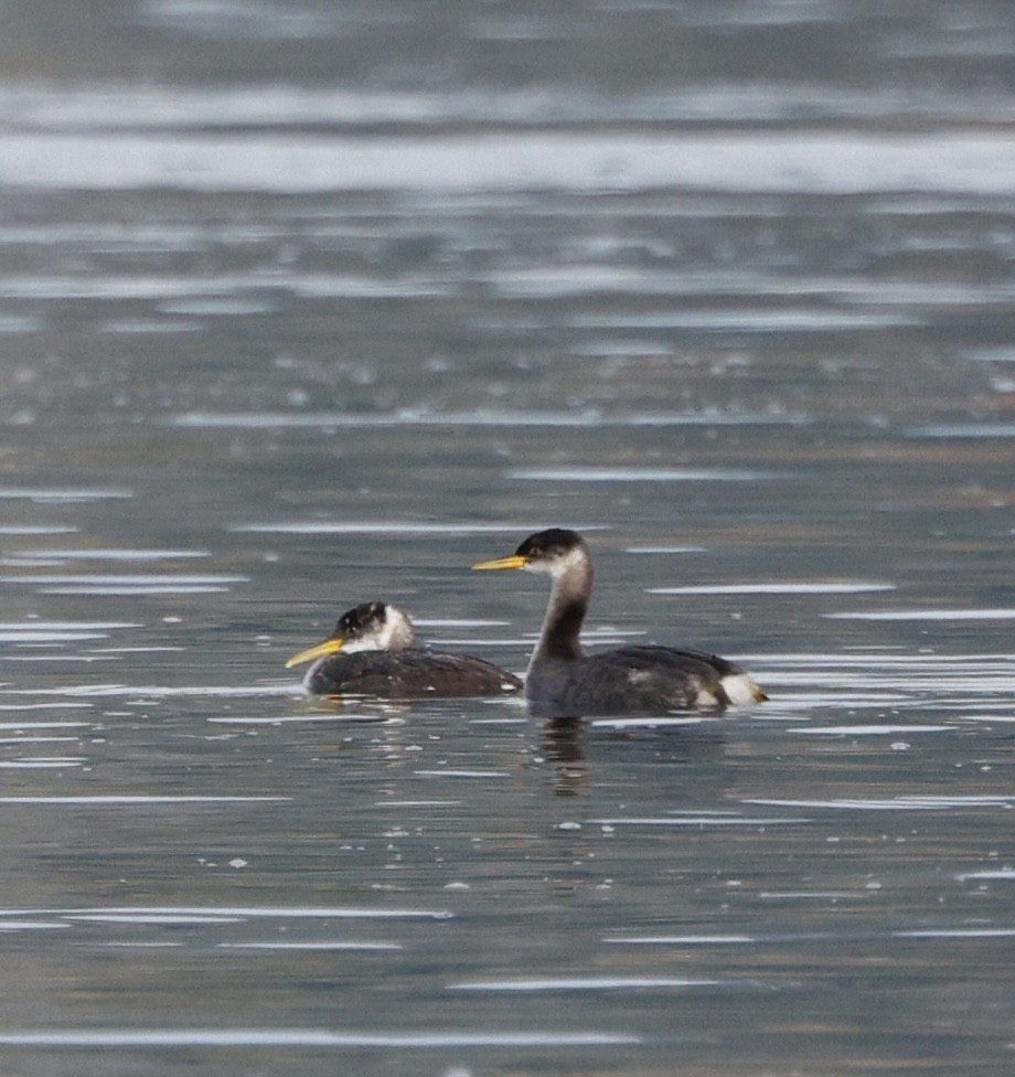 Пірникоза сірощока - ML645618453