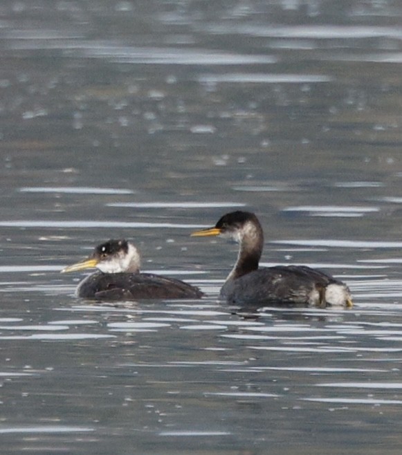 Пірникоза сірощока - ML645618454