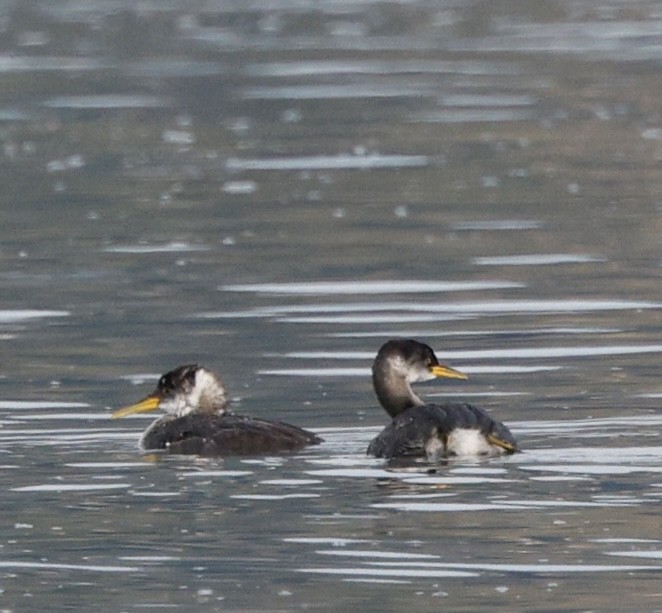 Пірникоза сірощока - ML645618455