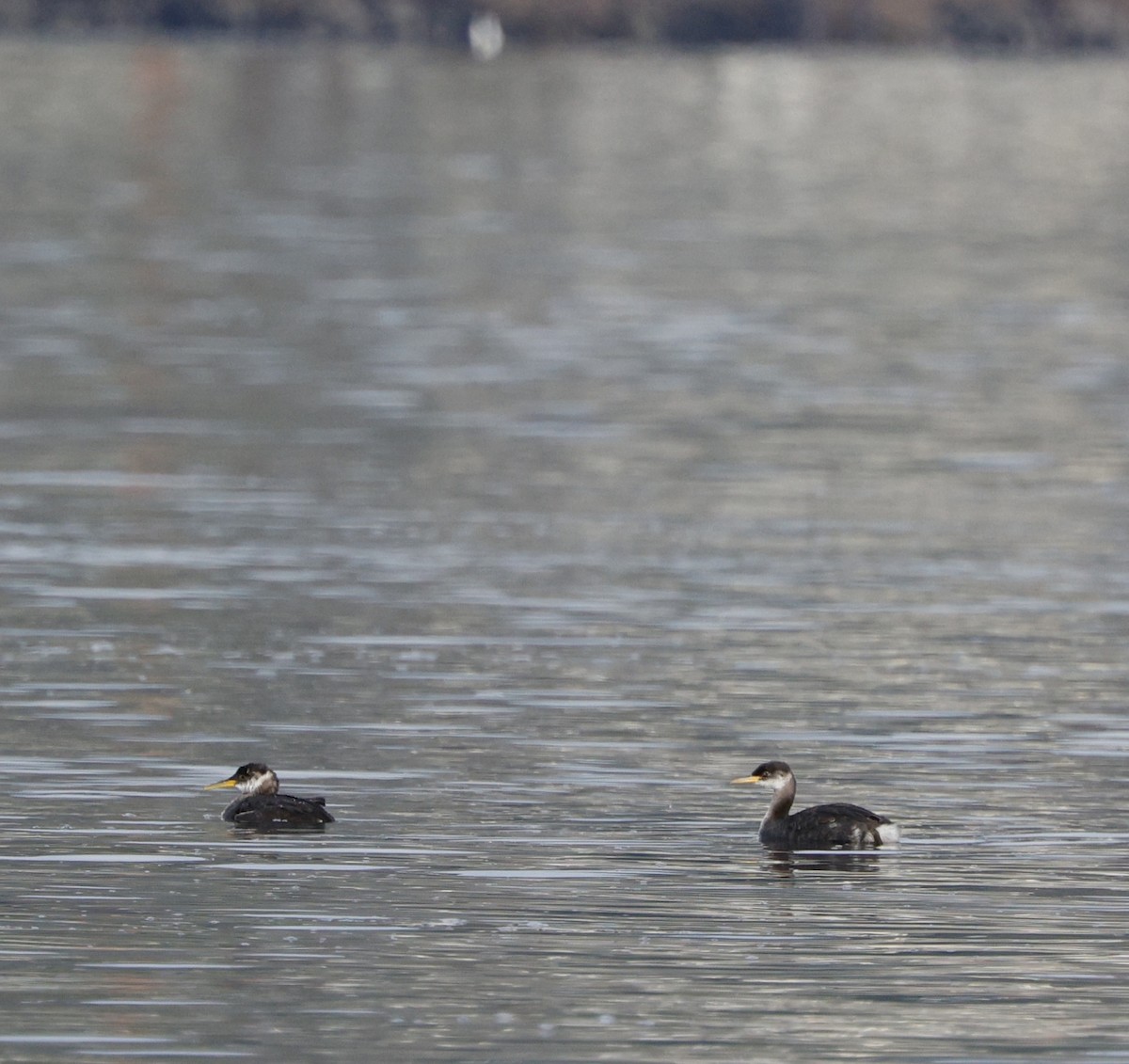 Пірникоза сірощока - ML645618456