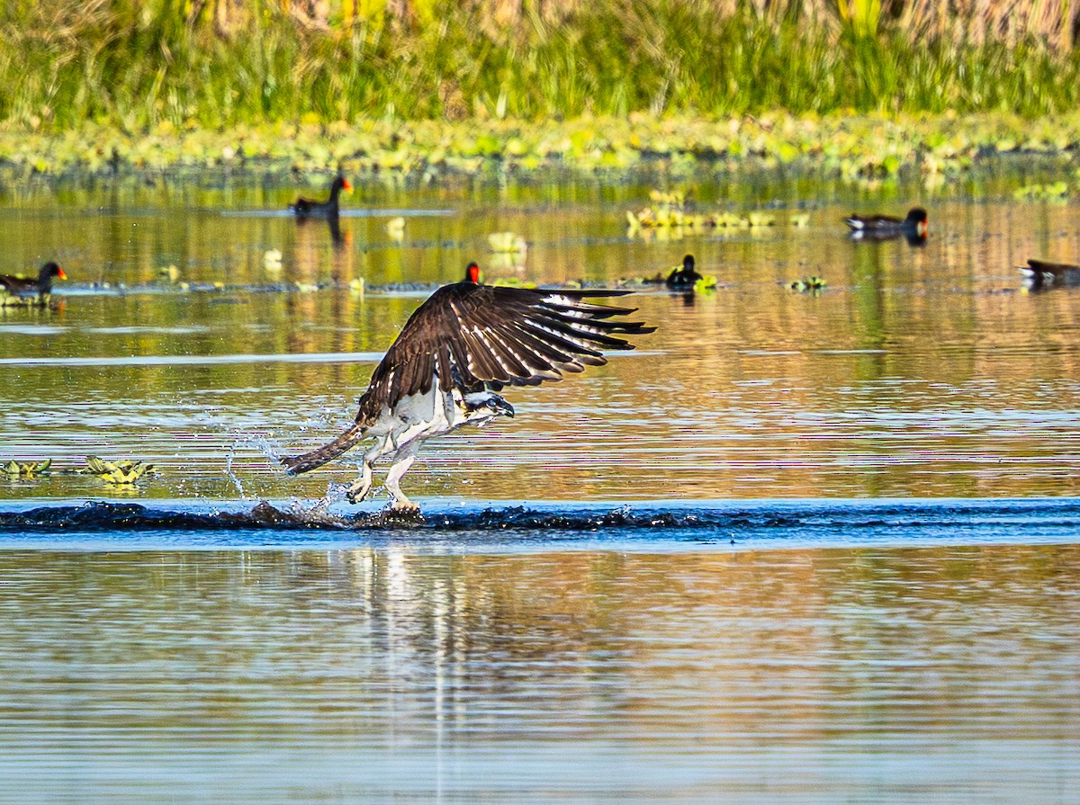 Osprey - ML645618466