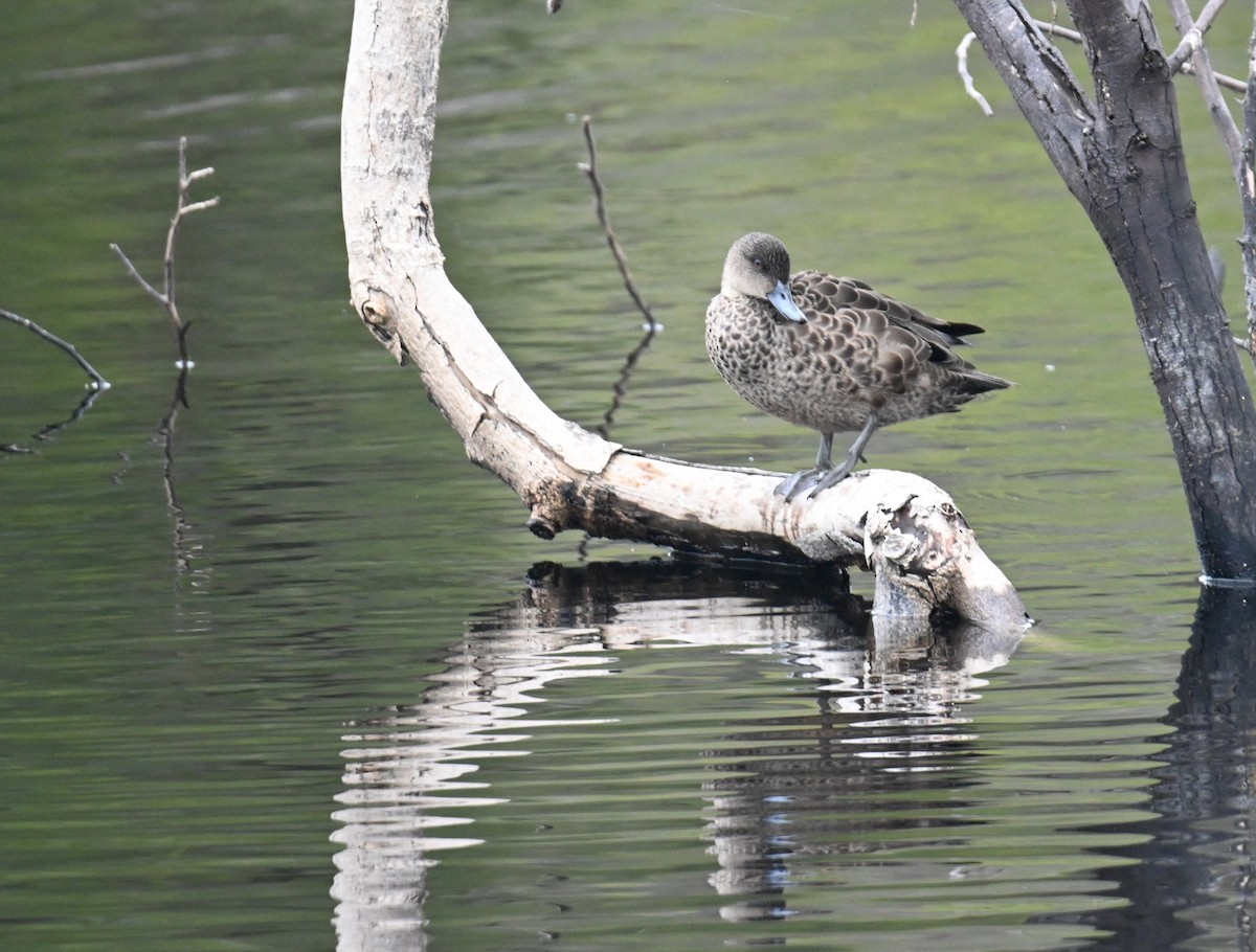 Gray Teal - ML645618471