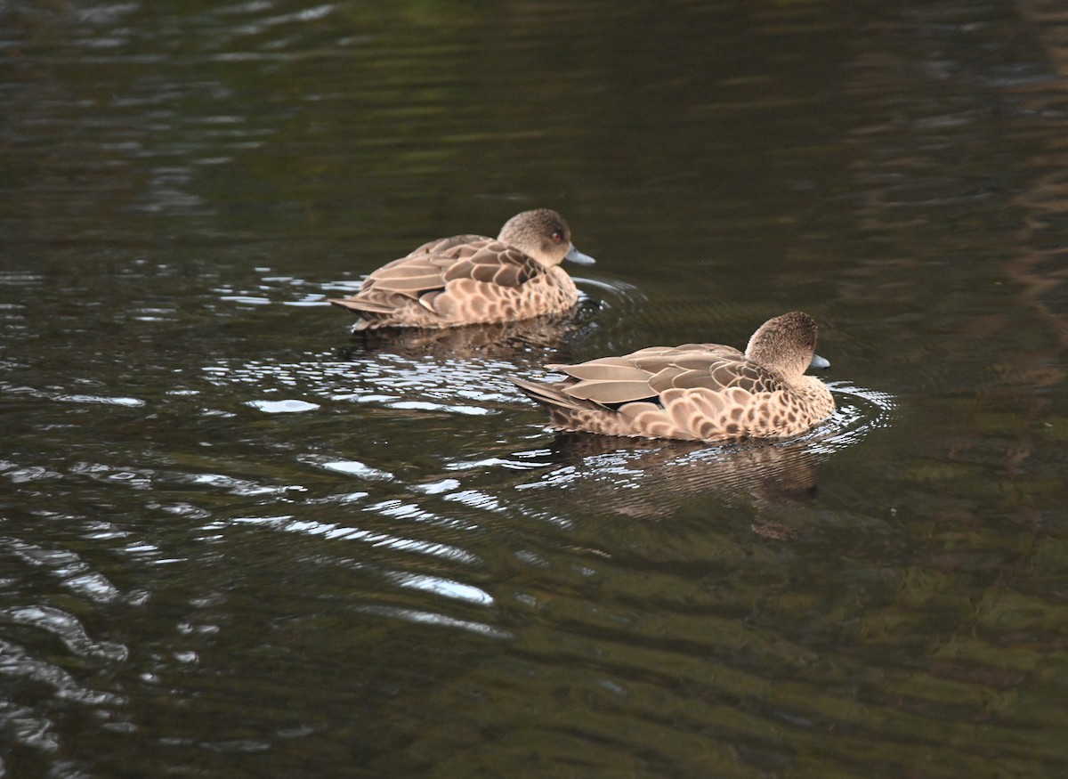 Gray Teal - ML645618472