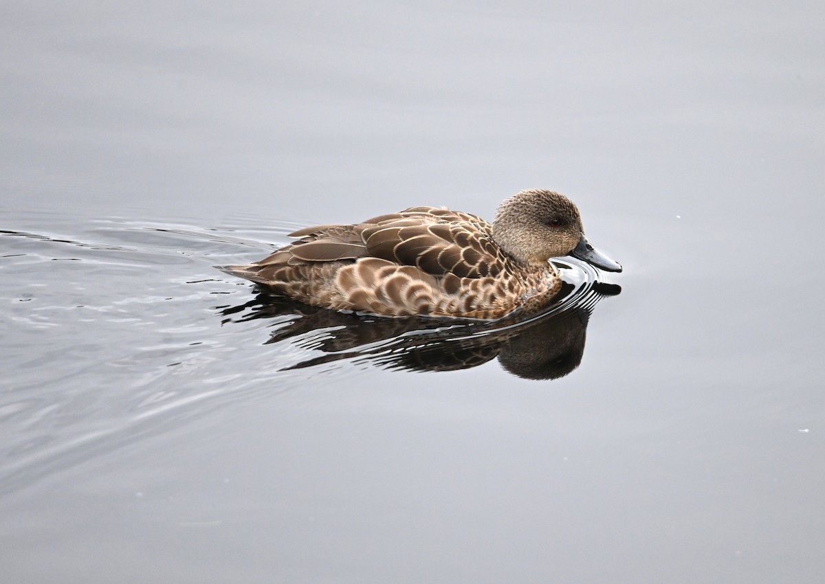 Gray/Chestnut Teal - ML645618473