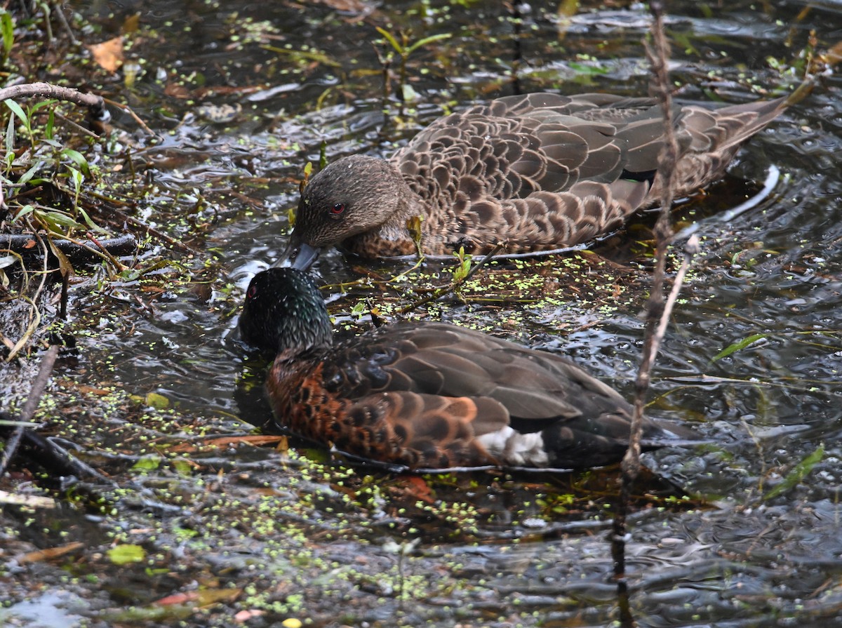Chestnut Teal - ML645618477
