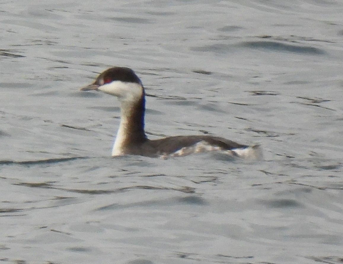 角鸊鷉 - ML645618478