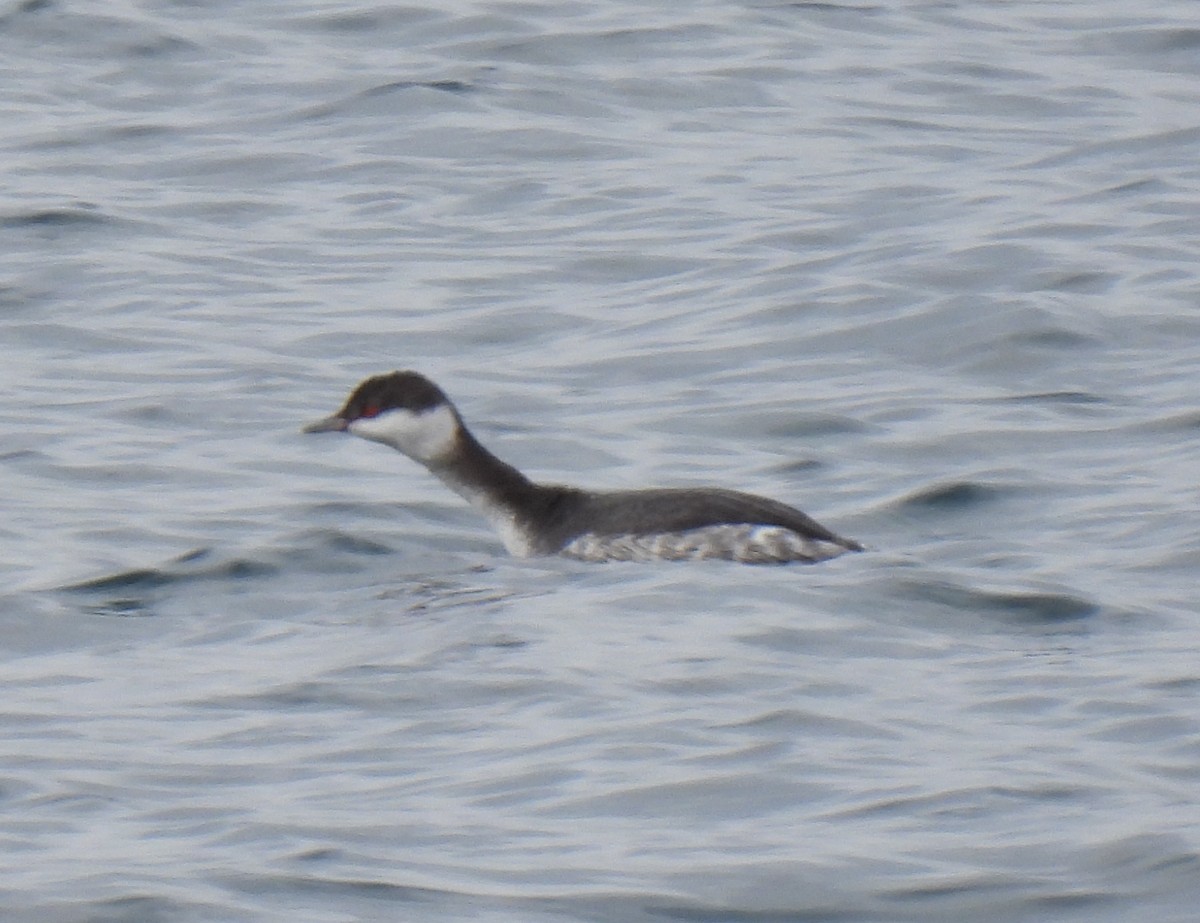 角鸊鷉 - ML645618481