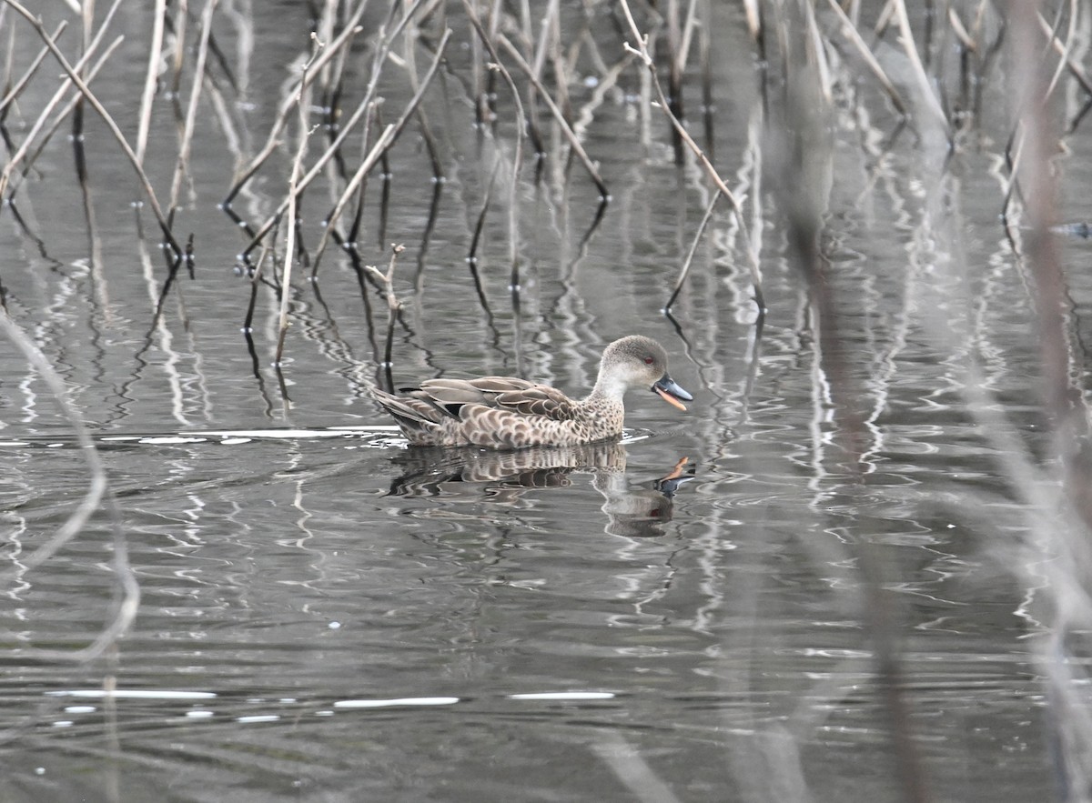 Gray Teal - ML645618482