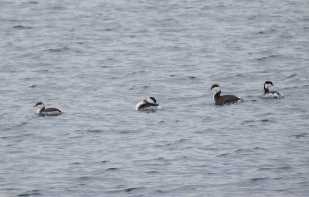 角鸊鷉 - ML645618483