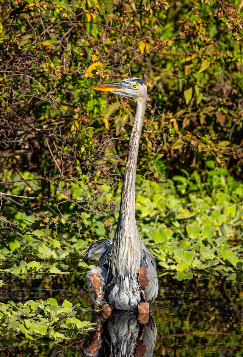 Great Blue Heron - ML645618484
