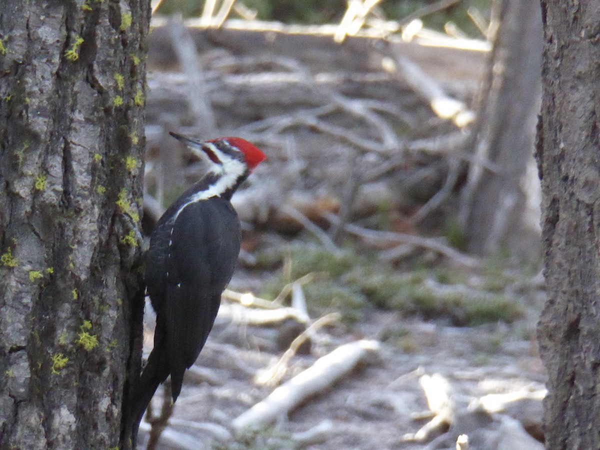 Жовна північна - ML645618497