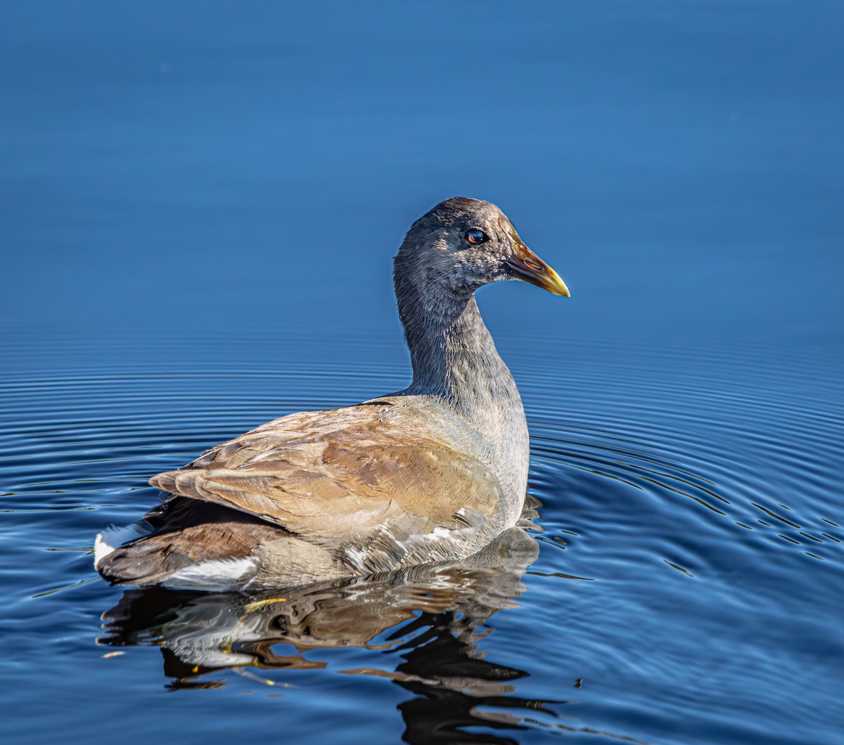 Common Gallinule - ML645618502