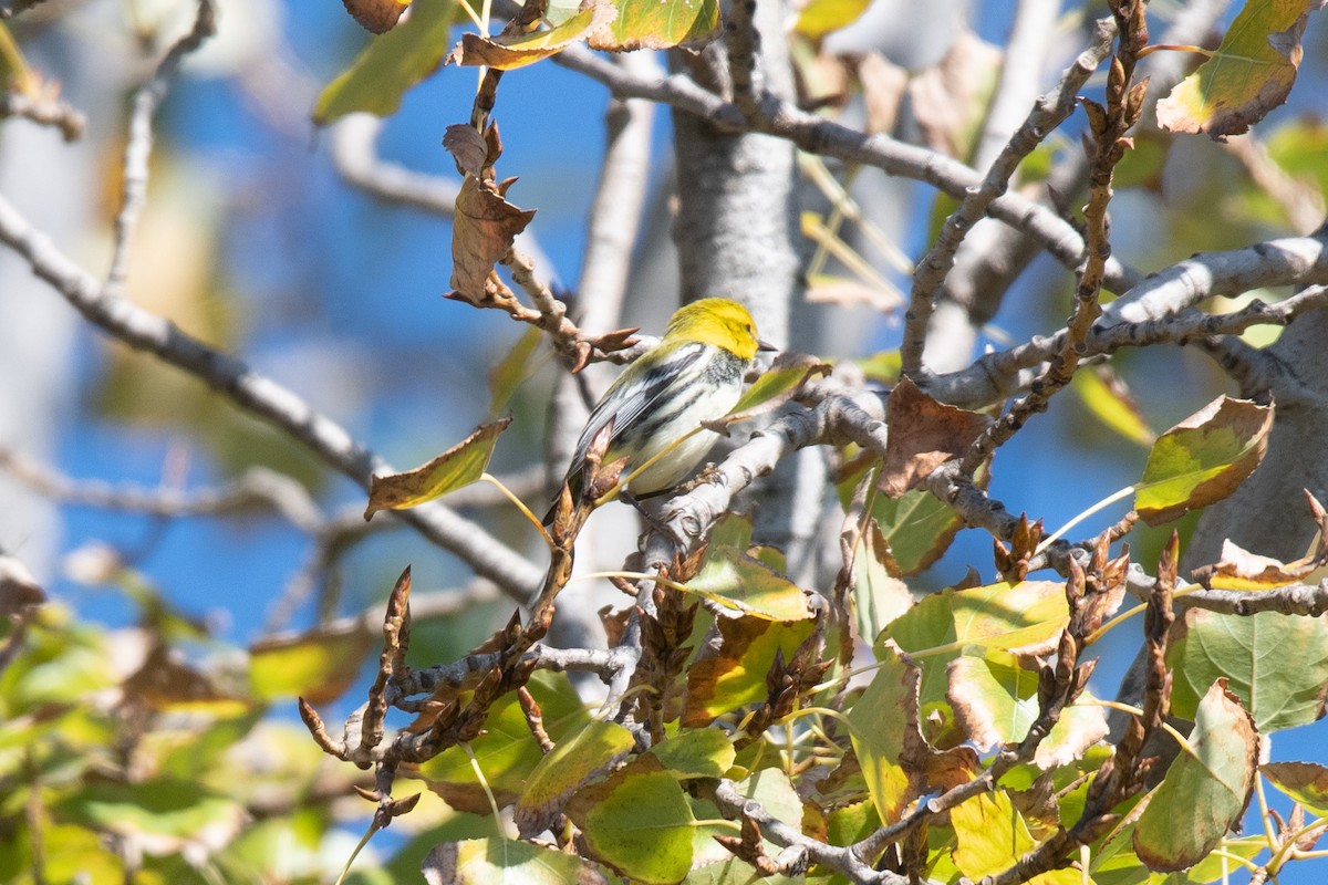 Black-throated Green Warbler - ML645618511