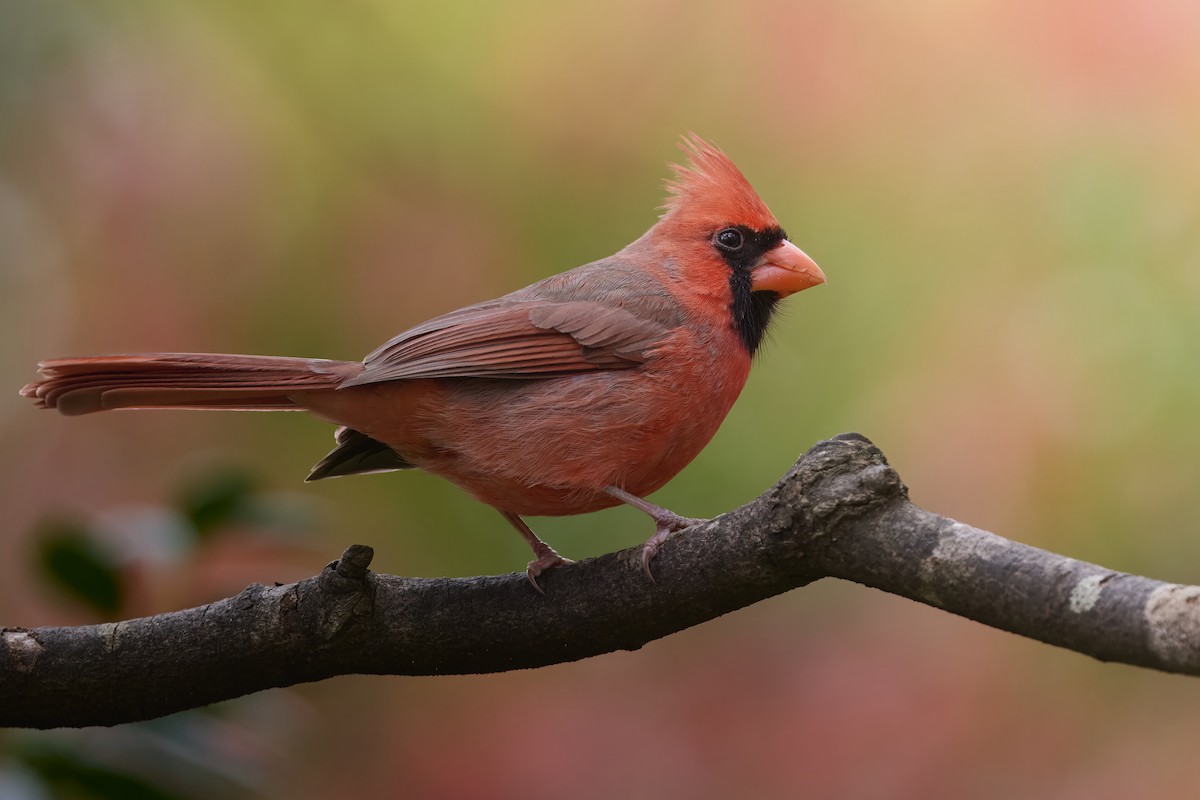 Northern Cardinal - ML645618517