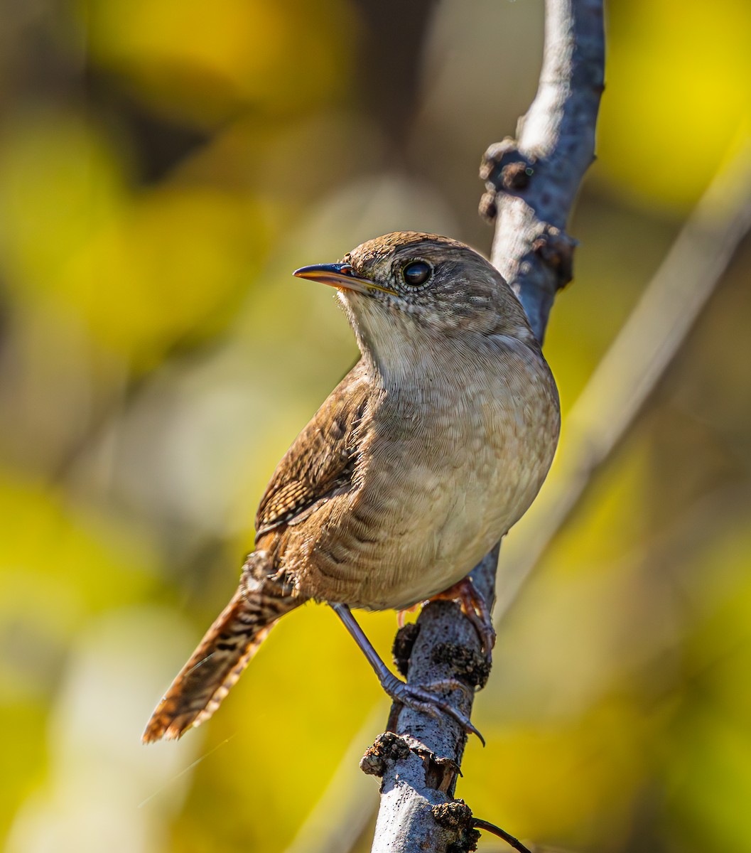 Northern House Wren - ML645618518