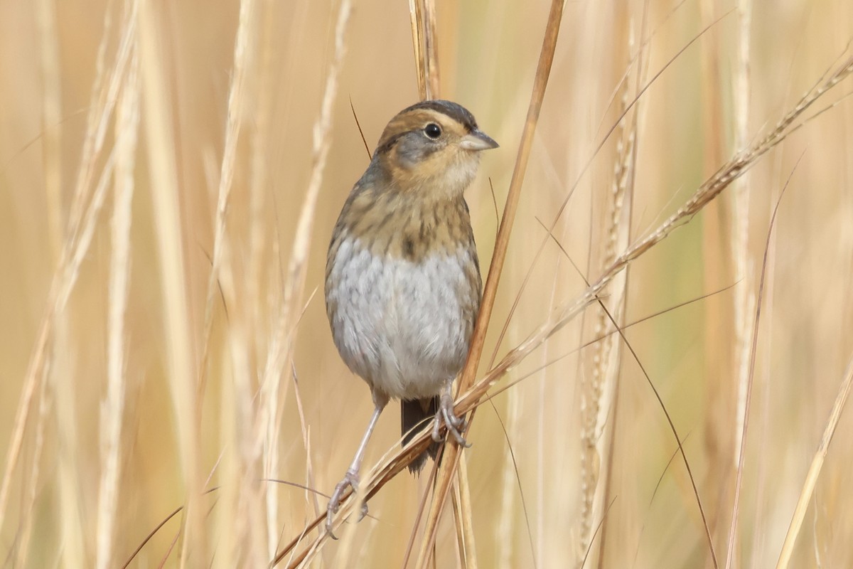 Nelson's Sparrow - ML645618519