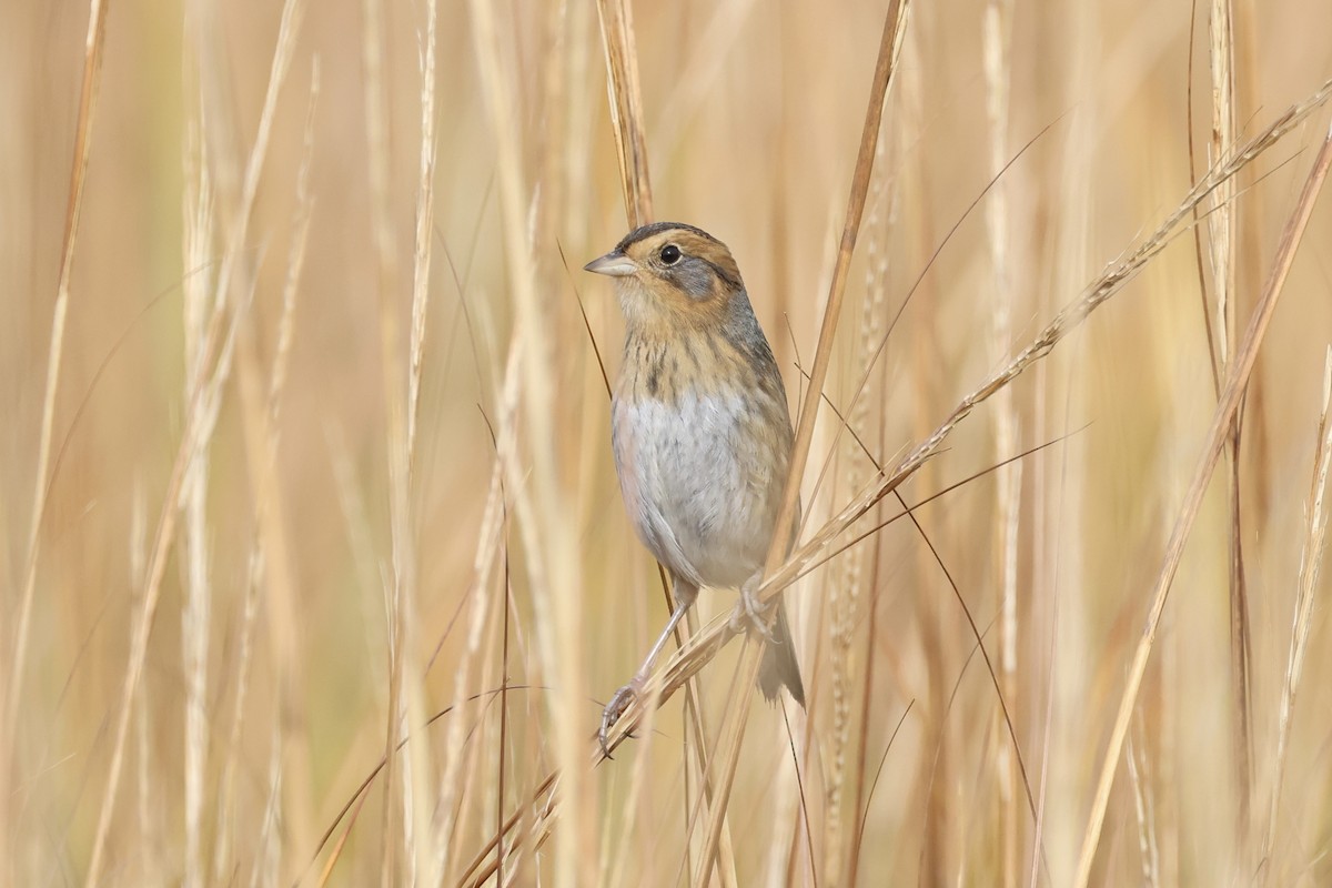 Nelson's Sparrow - ML645618521