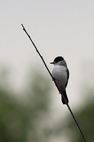 Kappenbekarde - ML645618525