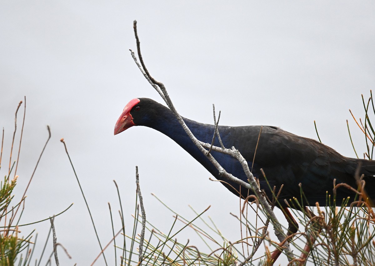 Australasian Swamphen - ML645618527