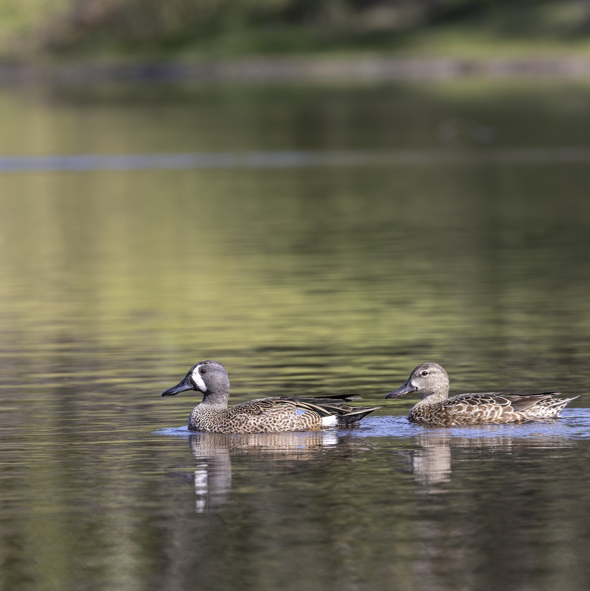 Cerceta Aliazul - ML645618534