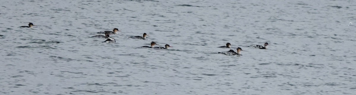 Сэвгэр бохио - ML645618535