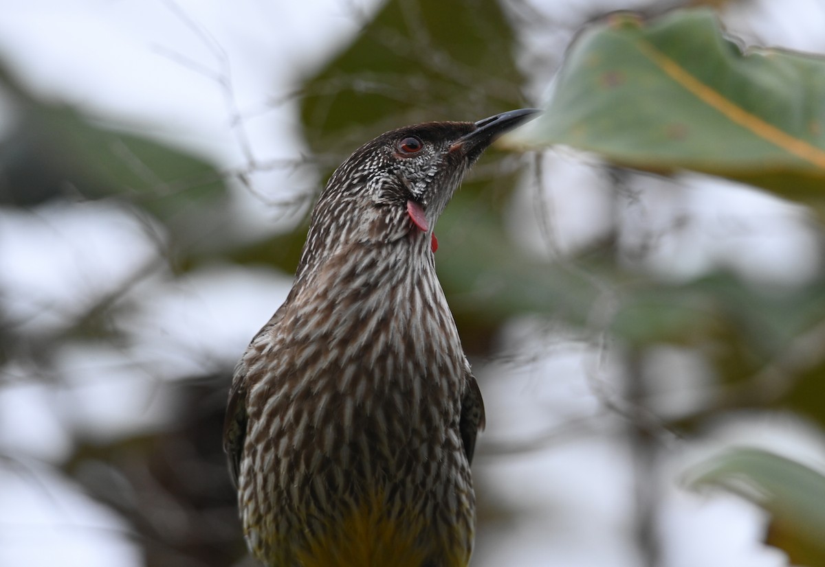 Red Wattlebird - ML645618537