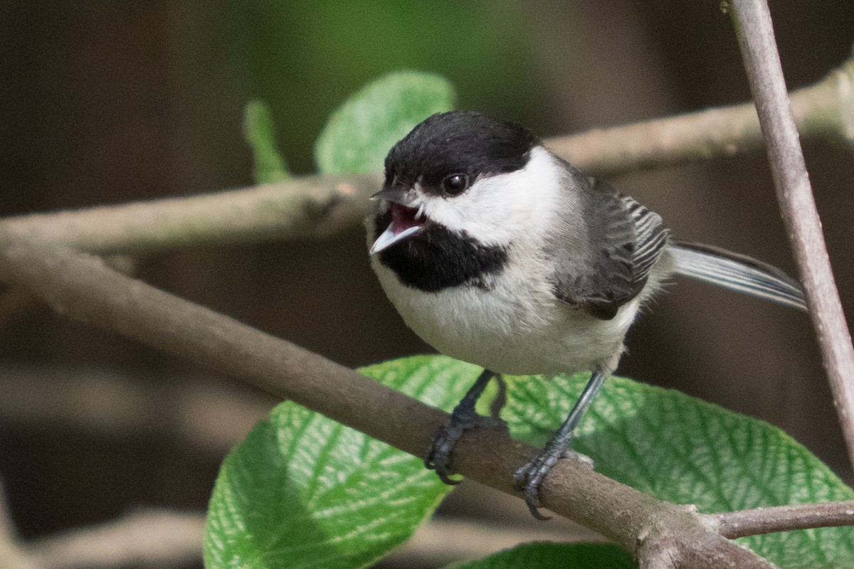 Каролинская гаичка - ML645618541