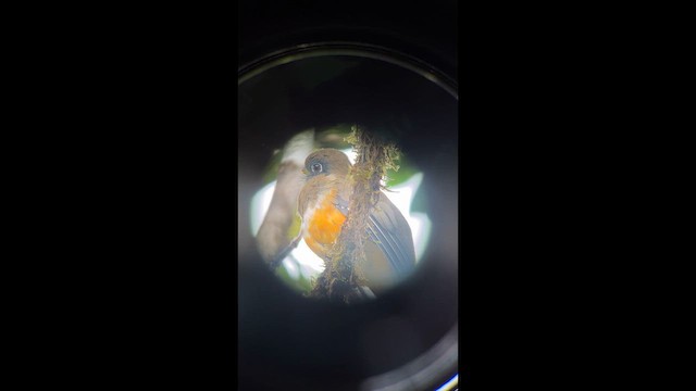 Collared Trogon (Orange-bellied) - ML645618544