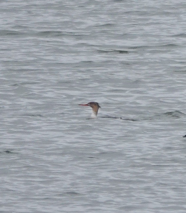 Сэвгэр бохио - ML645618547