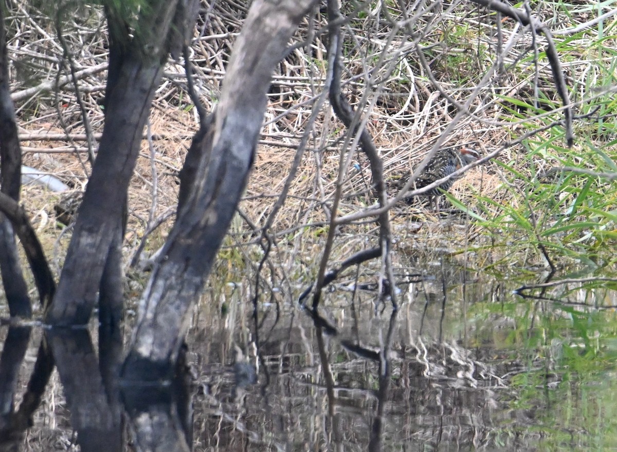 Buff-banded Rail - ML645618553