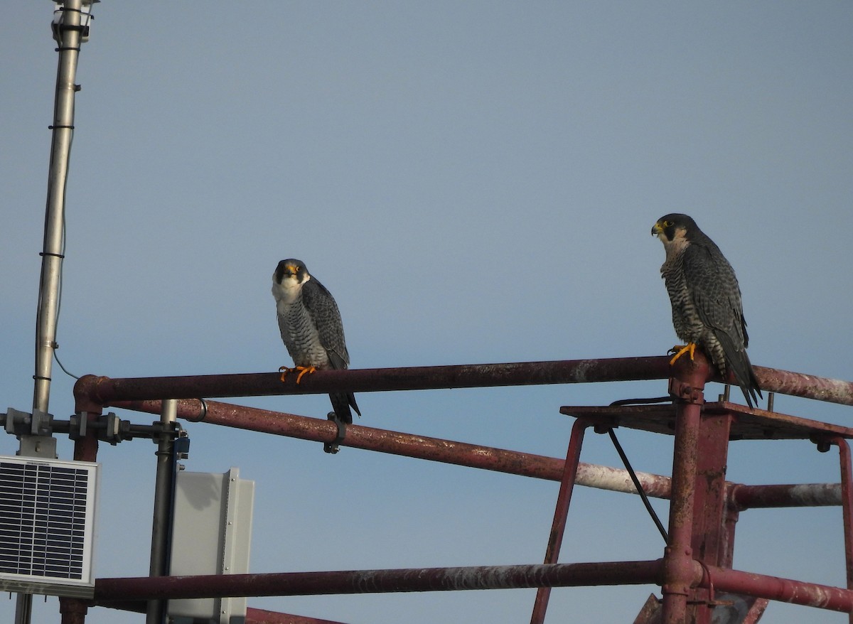 בז נודד - ML645618567
