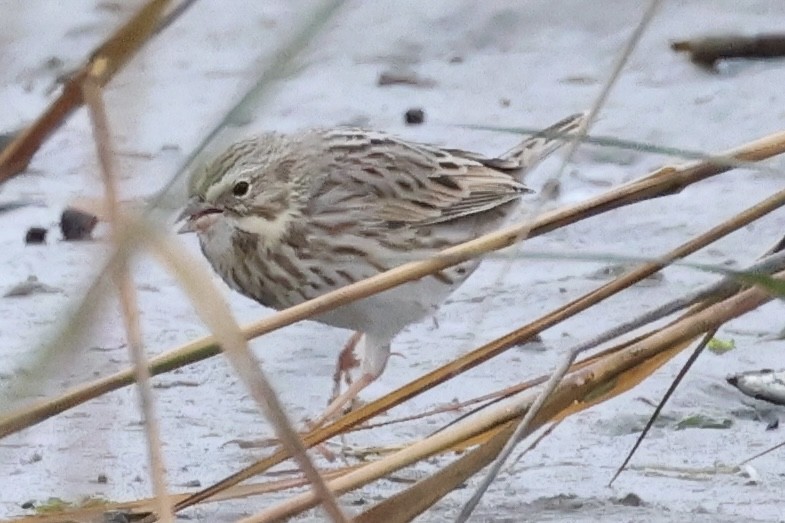 Savannah Sparrow (Ipswich) - ML645618568