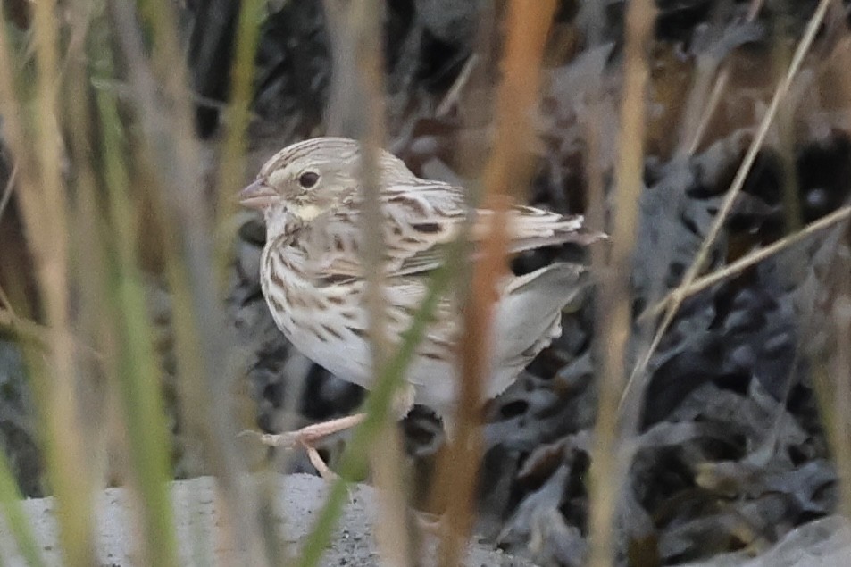 Savannah Sparrow (Ipswich) - ML645618569