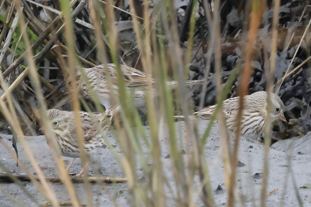Savannah Sparrow (Ipswich) - ML645618570