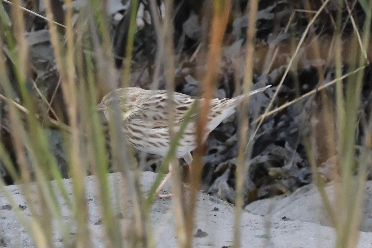 Savannah Sparrow (Ipswich) - ML645618571