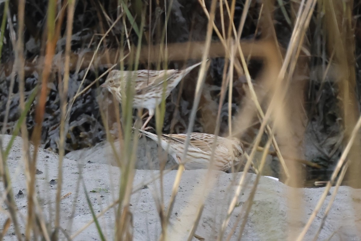 Savannah Sparrow (Ipswich) - ML645618572