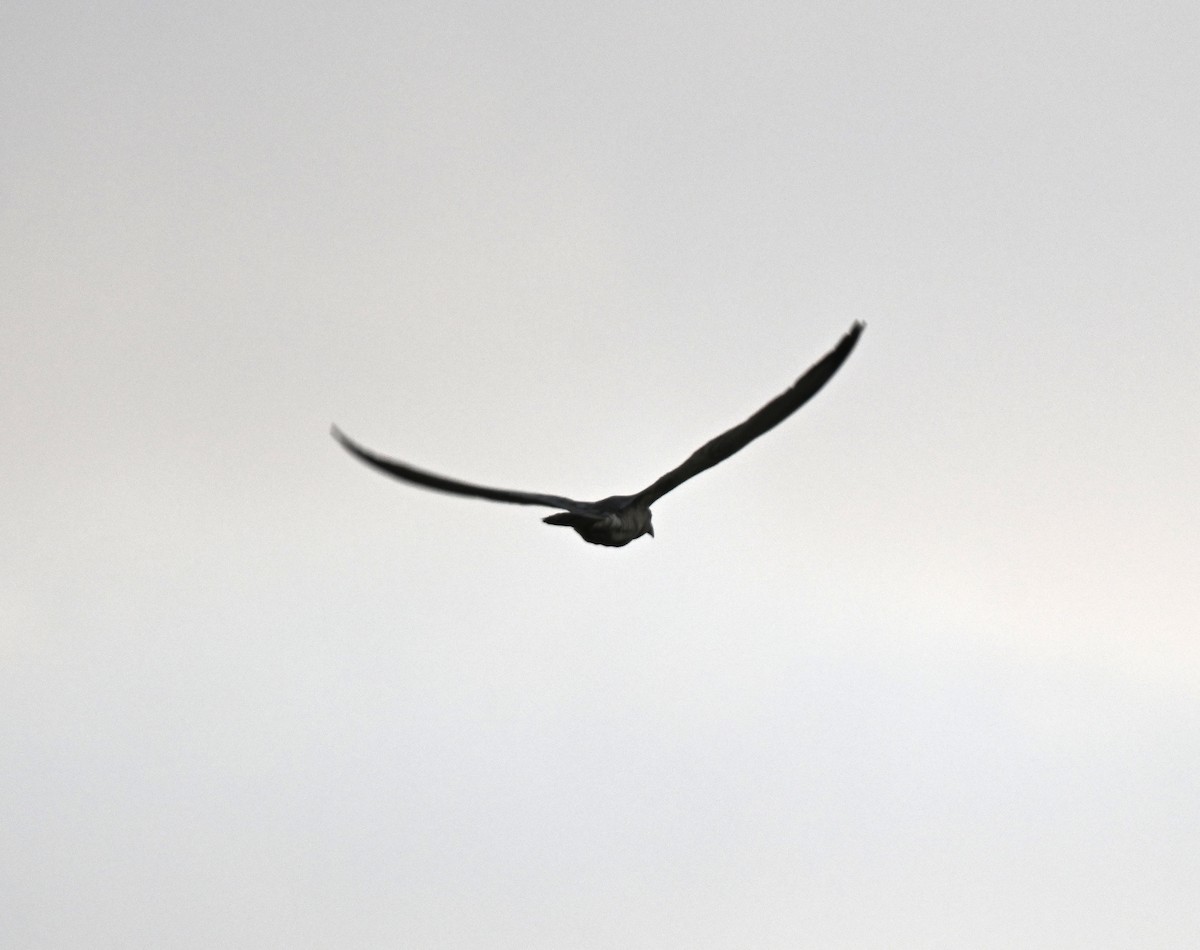 Channel-billed Cuckoo - ML645618575
