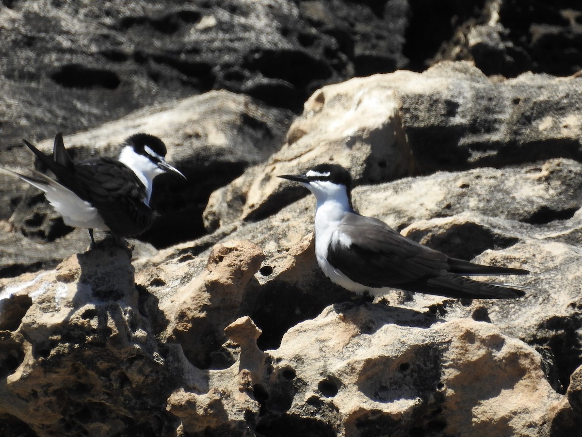 tøyleterne - ML645618581