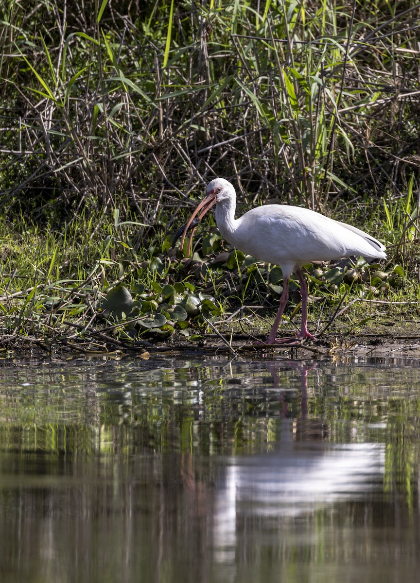 Белый ибис - ML645618584