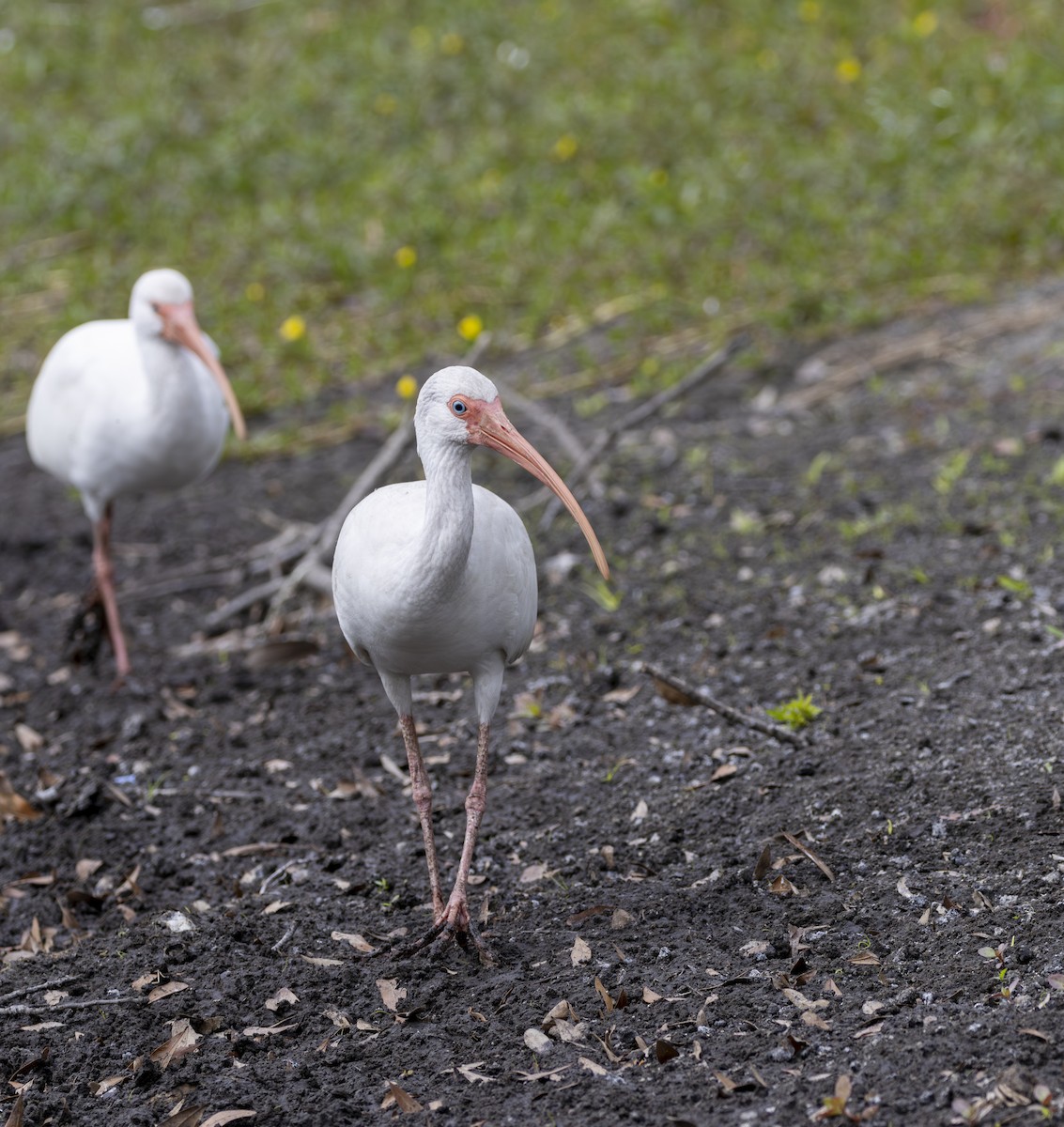 Белый ибис - ML645618585