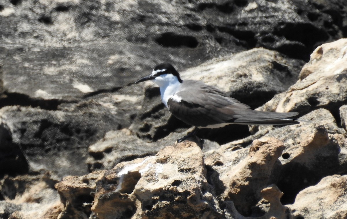 tøyleterne - ML645618595