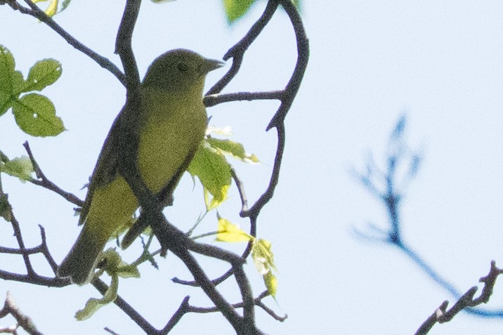 Scarlet Tanager - ML645618602