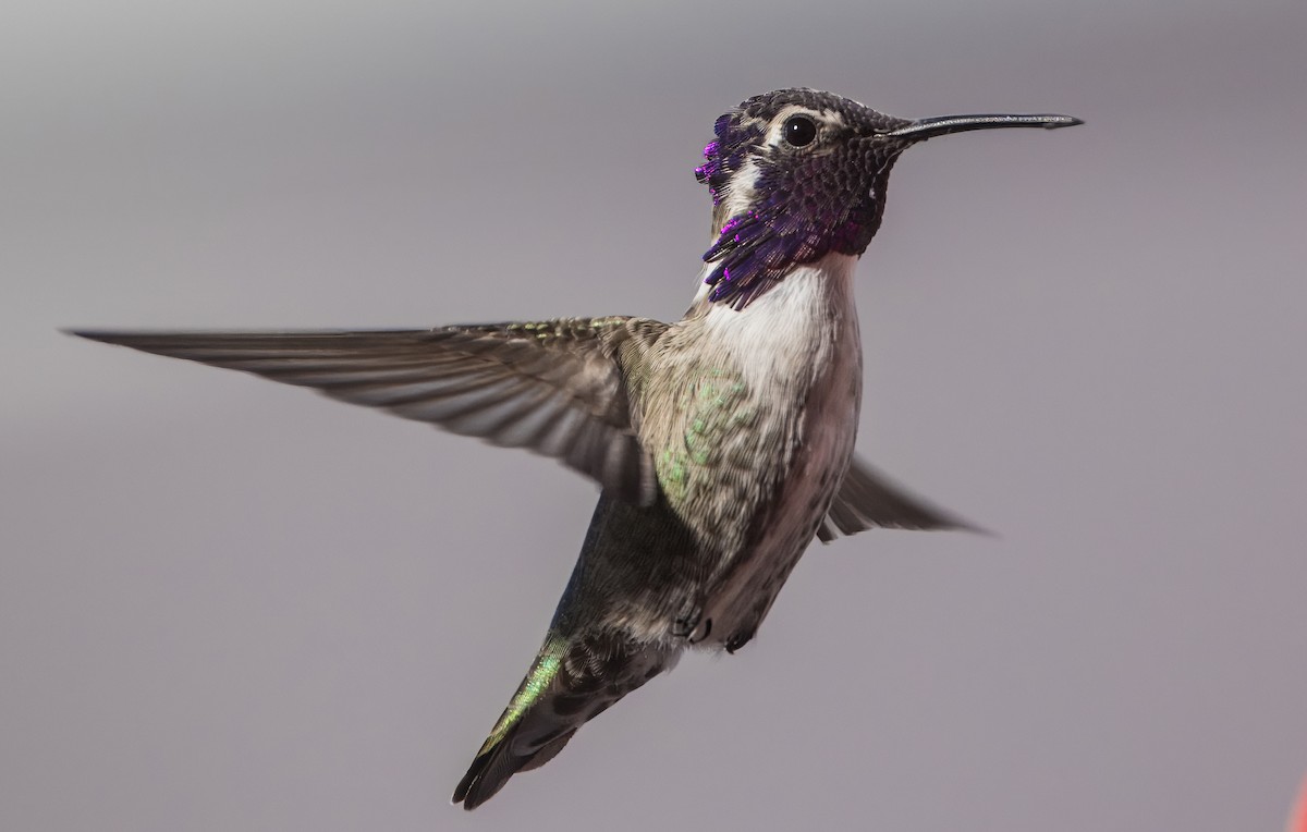 Costa's Hummingbird - ML645618614