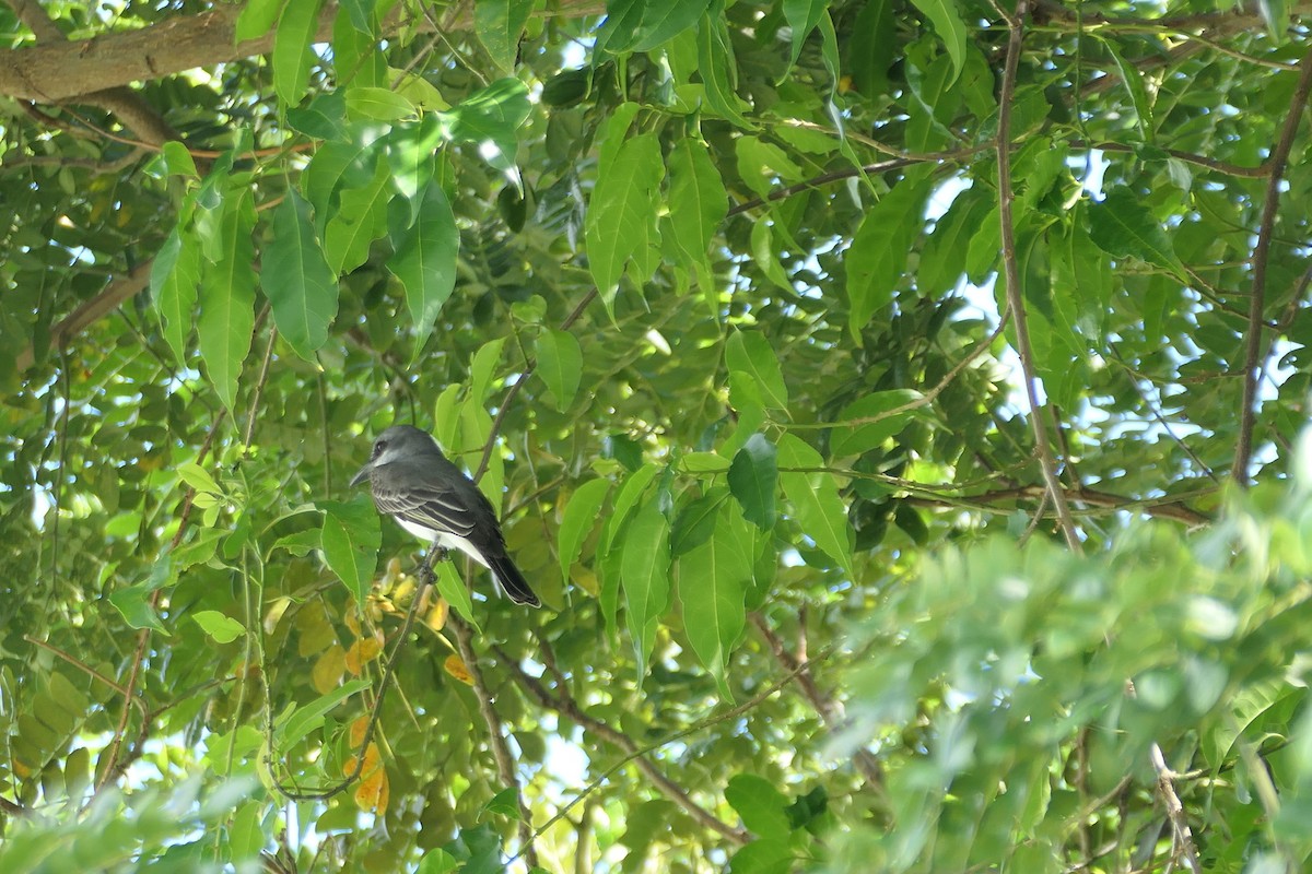 Gray Kingbird - ML645618615