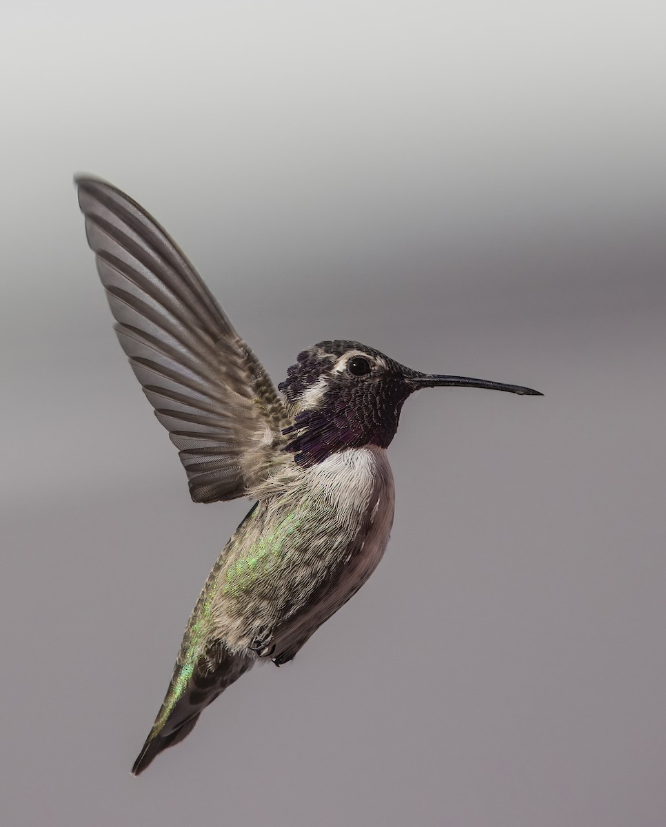 Costa's Hummingbird - ML645618616