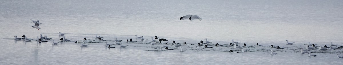 Алаг шунгаач - ML645618618