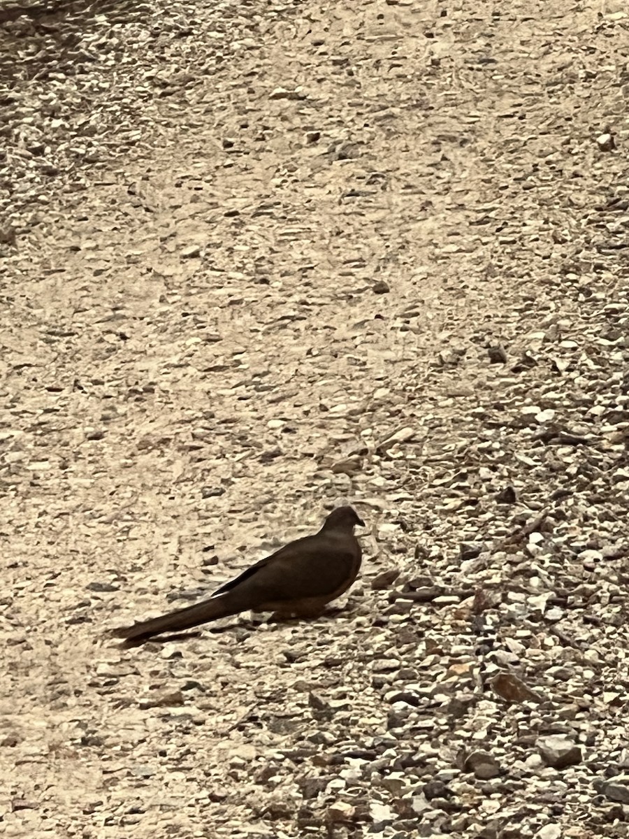 Phasianelle brune - ML645618622