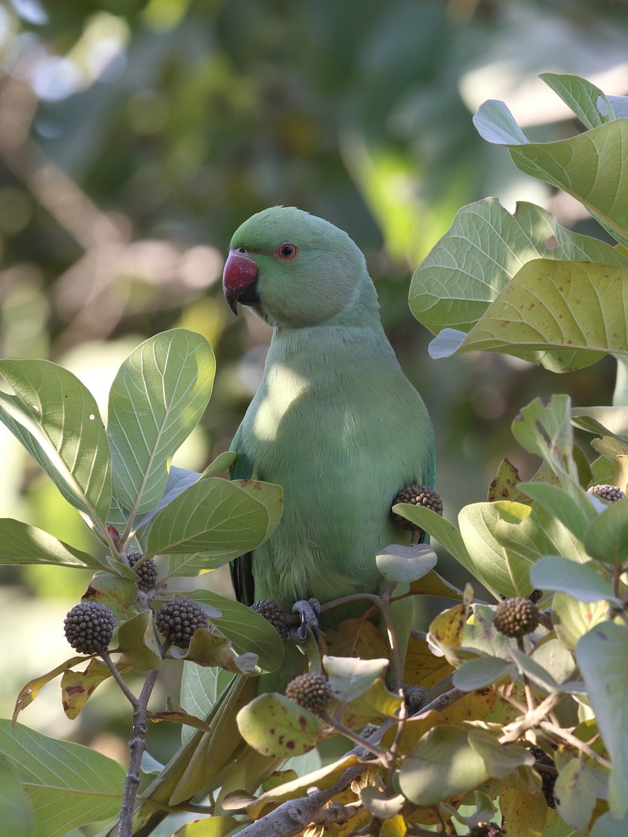 דררה - ML645618624