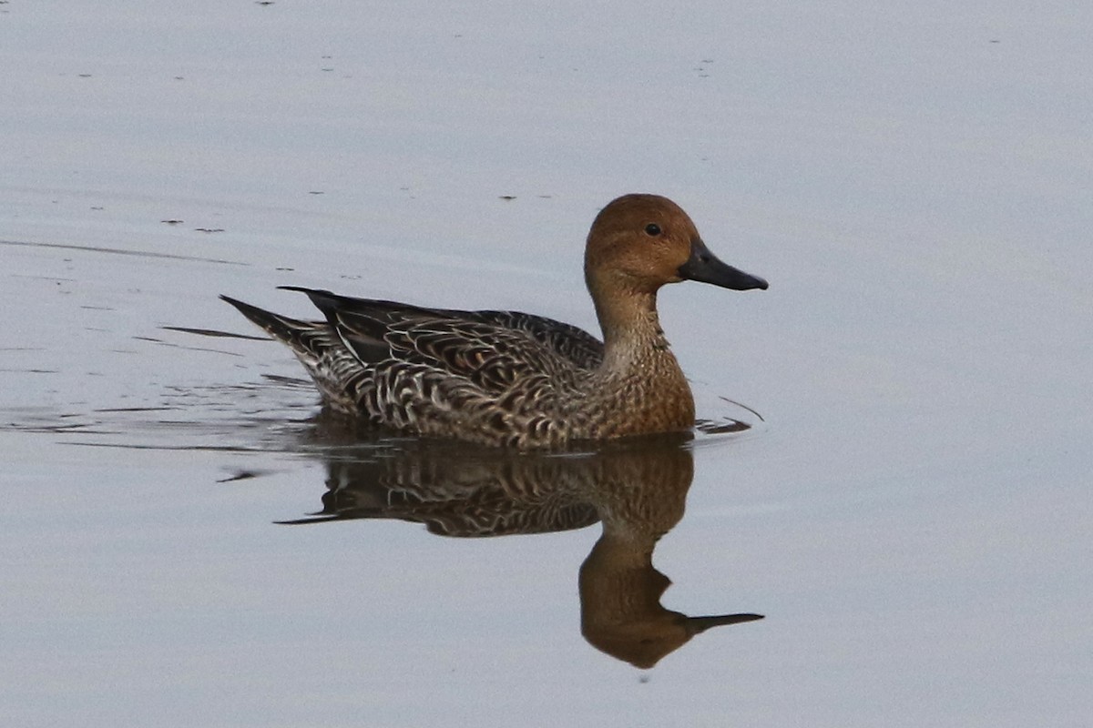 ostralka štíhlá - ML645618627