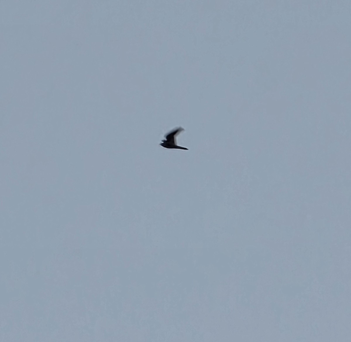 Merlin - ML645618628